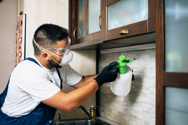 Best Termite Control Services  in Fort Mohave, AZ