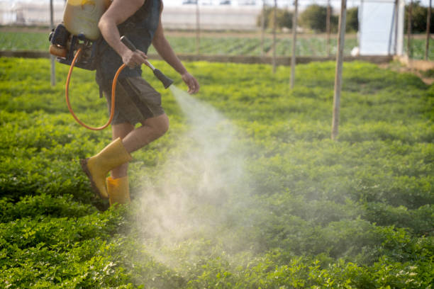 Best Emergency Pest Control  in Fort Mohave, AZ